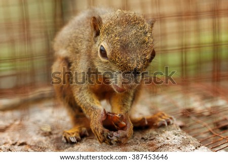 quot asian captivity quot stock photos royalty free images quot asian captivity quot stock photos royalty free images