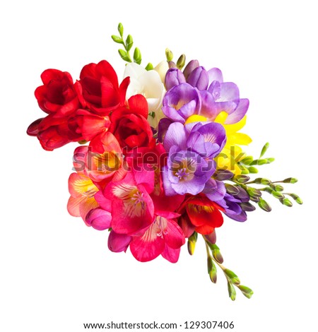 Freesia Stock Photos, Illustrations, and Vector Art