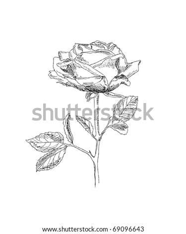 Beautiful Long Stemmed Rose Hand Drawn Stock Illustration 158453375