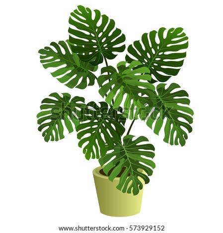 Векторная иллюстрация в рейтинге M-rank: Monstera plant in pot. Hand