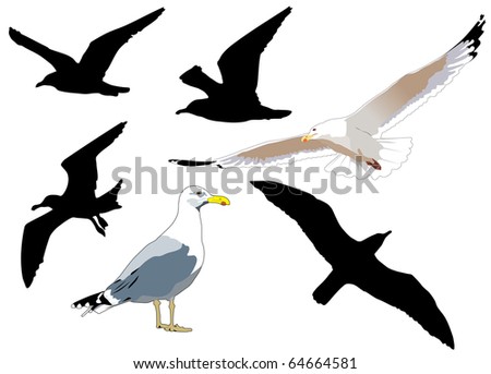 Seagull vector Stock Photos, Images, & Pictures | Shutterstock