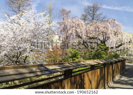cherry trees in full bloom hang over the fence to the japanese pond and - Japanese Garden Cherry Blossom Bridge cherry trees in full bloom hang over the fence to the japanese pond and - Japanese Garden Cherry Blossom Bridge