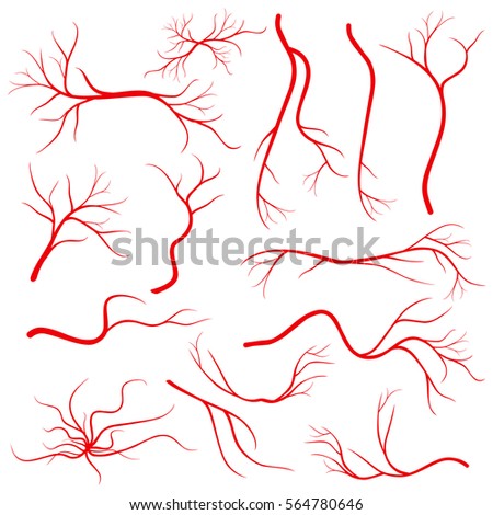 Human eye veins, vessel, blood arteries isolated on white vector. Set of blood veins, image of health red veins illustration. Human eye veins, vessel, blood arteries isolated on white vector. Set of blood veins, image of health red veins illustration.