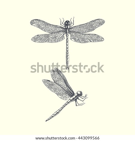 Dragonfly Stock Images, Royalty-Free Images & Vectors | Shutterstock