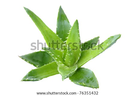 Aloe Stock Images, Royalty-Free Images & Vectors | Shutterstock