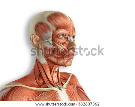 Muslces Stock Images, Royalty-Free Images & Vectors | Shutterstock