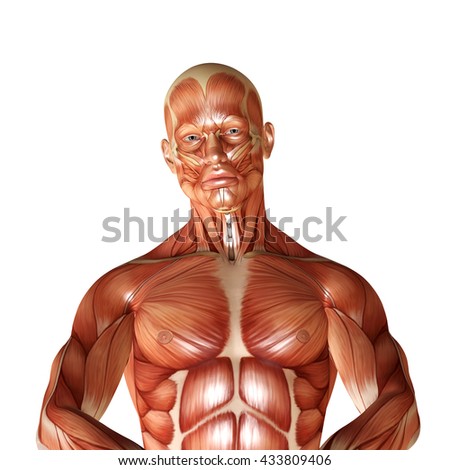 Muscle Man Front View Stock Illustration 82106602 - Shutterstock