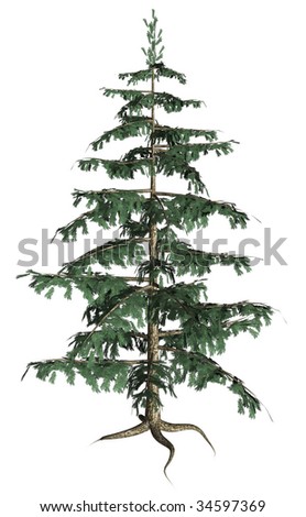 Full Pine Tree On White Background Stock Illustration 34597336