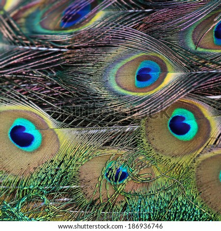 Peacock Feathers Stock Photo 55447996 - Shutterstock