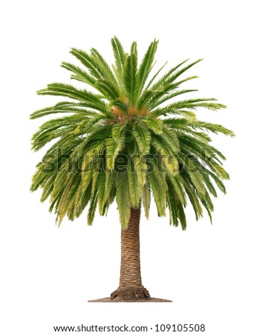 Green Beautiful Palm Tree Isolated On Stock Photo 109105508 - Shutterstock