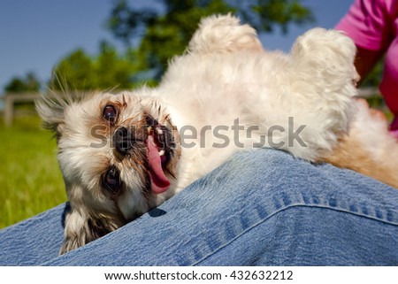 shih tzu tongue sticking out quot lying on lap quot stock photos royalty free images vectors shih tzu tongue sticking out quot lying on lap quot stock photos royalty free images vectors