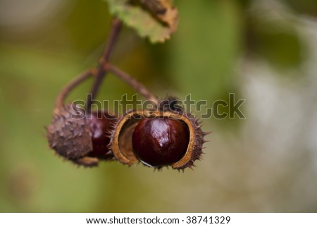 Buckeye Tree Stock Photos, Images, & Pictures | Shutterstock