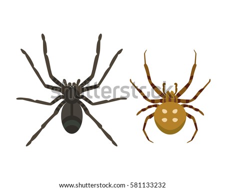 Spider Stock Images, RoyaltyFree Images  Vectors  Shutterstock