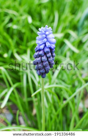  - stock-photo-viper-onion-murine-hyacinth-muscari-latifolium-kirk-191336486