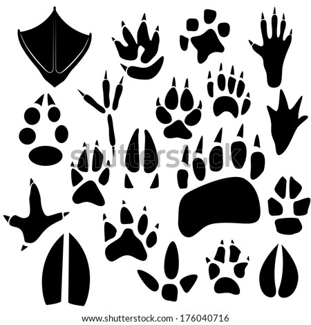 Animal Footprints Stock Photos, Images, & Pictures 