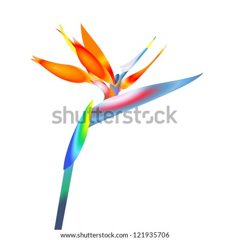 Bird Paradise Flower Vector Stock Vector 109437851 - Shutterstock