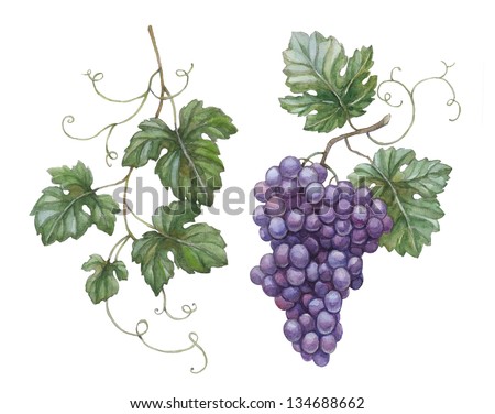  - stock-photo-watercolor-illustration-of-grapes-with-leaves-134688662