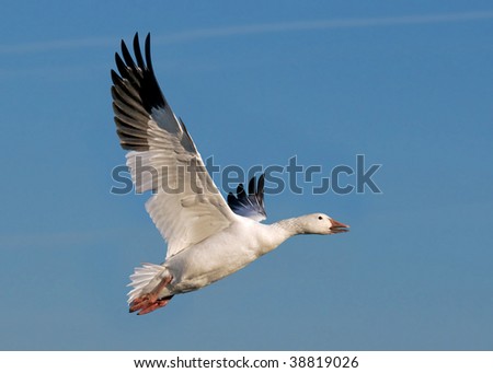 Snow Goose Taking From Lake Wayneduguay S Portfolio On