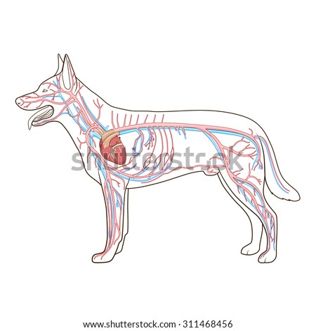 Circulatory System Stock Photos, Images, & Pictures | Shutterstock