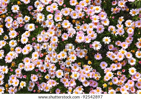 Field Of Flowers Stock Photos, Images, & Pictures | Shutterstock