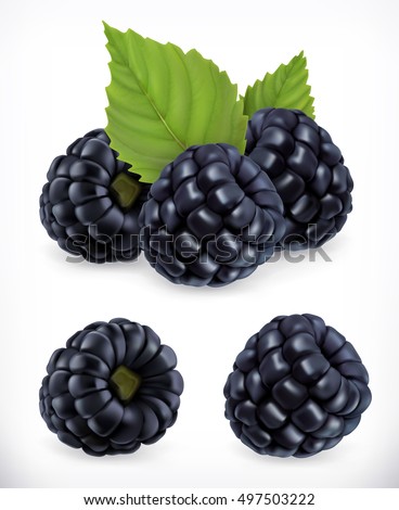 Blackberry. Sweet fruit. Forest berry. 3d vector icons set. Realistic illustration Blackberry. Sweet fruit. Forest berry. 3d vector icons set. Realistic illustration