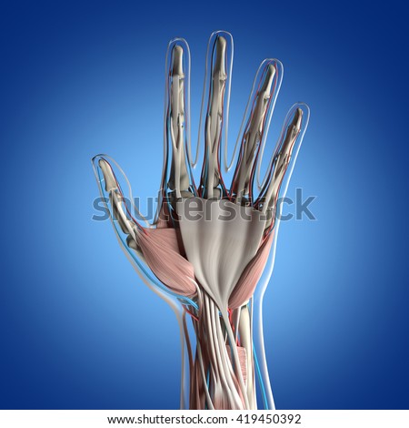 Medical Illustration Hands Anatomy Bones Tendons Stock Vector 84478732
