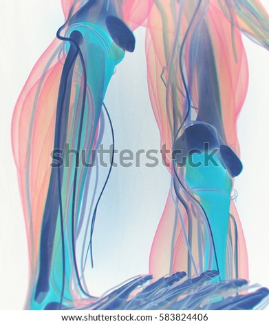 Tibia Stock Images, Royalty-Free Images & Vectors | Shutterstock