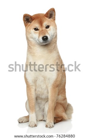 Shiba Inu Puppy Stock Photos, Images, & Pictures | Shutterstock