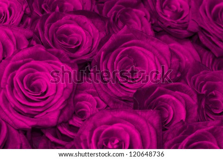 Rose-purple Stock Photos, Images, & Pictures | Shutterstock