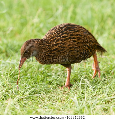 Flightless bird Weka or Woodhen, Gallirallus australis, endemic to New Zealand, pulling a