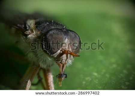 Close-up shot of a horse fly or march fly. - stock photo