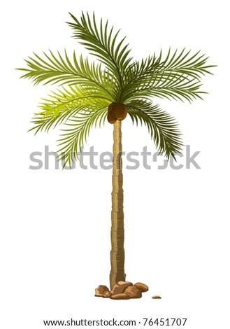 Palm Tree Stock Vector 52936030 - Shutterstock