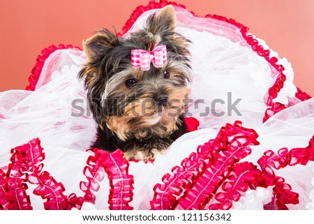 stock-photo-lovely-puppy-of-yorkshire-terrier-with-pink-bow-lying-on-red-and-white-chiffon-pillow-121156342.jpg