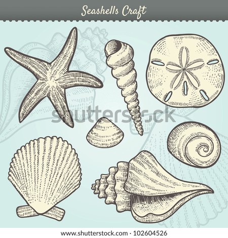 vector illustration of various sea shells doodled in a vector illustration of various sea shells doodled in a