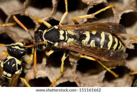  - stock-photo-wasps-in-the-nest-151161662
