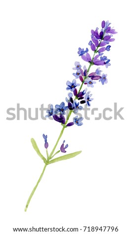 Lavender Bouquet Watercolor Stock Illustration 177622697 - Shutterstock