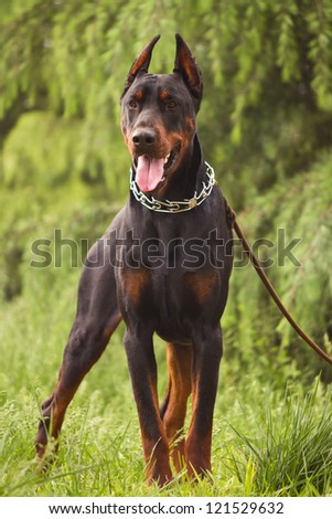 Pictures of Doberman Pinscher , Photos of Doberman Pinscher , Photos of Doberman Pinscher , Pictures and Photos, White Doberman Pinscher pictures