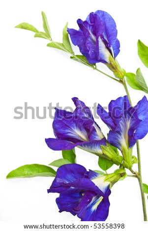 Sweet Pea Stock Photos, Images, & Pictures | Shutterstock