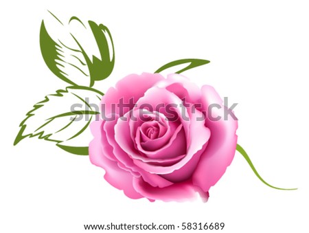 Pink Rose Stock Vectors & Vector Clip Art | Shutterstock