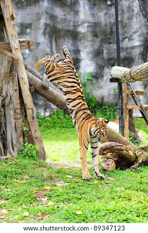 Tigerjump Tigerjump