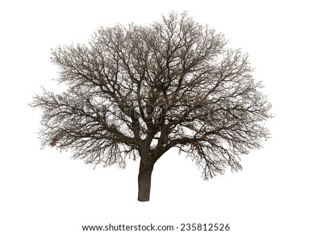 Bare Tree Stock Photos, Images, & Pictures | Shutterstock