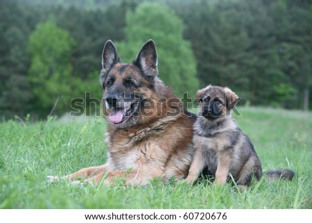 old german shepherd and a german shepherd puppy - stock photo old german shepherd and a german shepherd puppy - stock photo