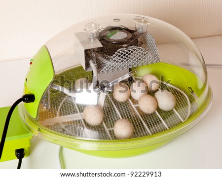 Chicken Incubator Stock Photos, Illustrations, and Vector Art