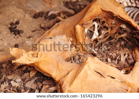 Mummified Stock Photos, Images, & Pictures | Shutterstock