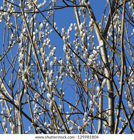 http://thumb9.shutterstock.com/display_pic_with_logo/609442/129981806/stock-photo-willow-catkins-in-the-winter-sun-129981806.jpg