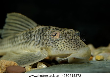 Suckermouth Catfish Diet