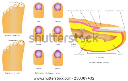 lotan's Portfolio on Shutterstock