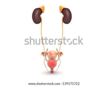 Female Urinary System on a white background - stock photo