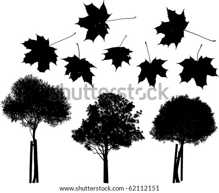 Single Maple Tree White Stock Photos, Images, & Pictures | Shutterstock