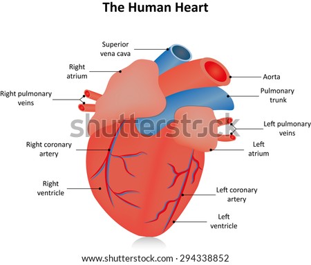 Heart Anatomy Cross Section Diagram Stock Vector 157286378 - Shutterstock